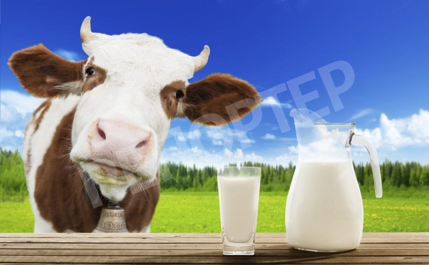 Украина будет экспортировать молоко в Кувейт