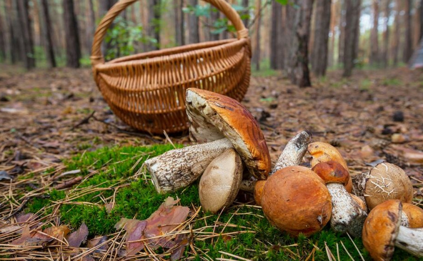Сходили за грибами: под Днепром в лесопосадке обнаружили труп мужчины