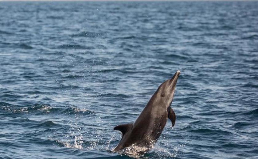 Из-за флота России в Турции гибнут дельфины