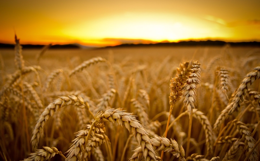 Україна відправила на експорт понад 5 млн тонн зерна від початку сезону