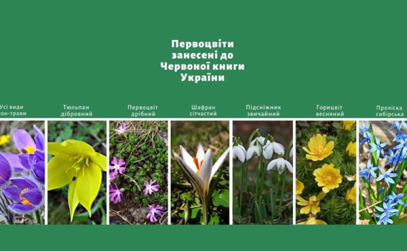 І продавцеві, і покупцеві: За букет квітів-первоцвітів в Україні можна отримати чималий штраф