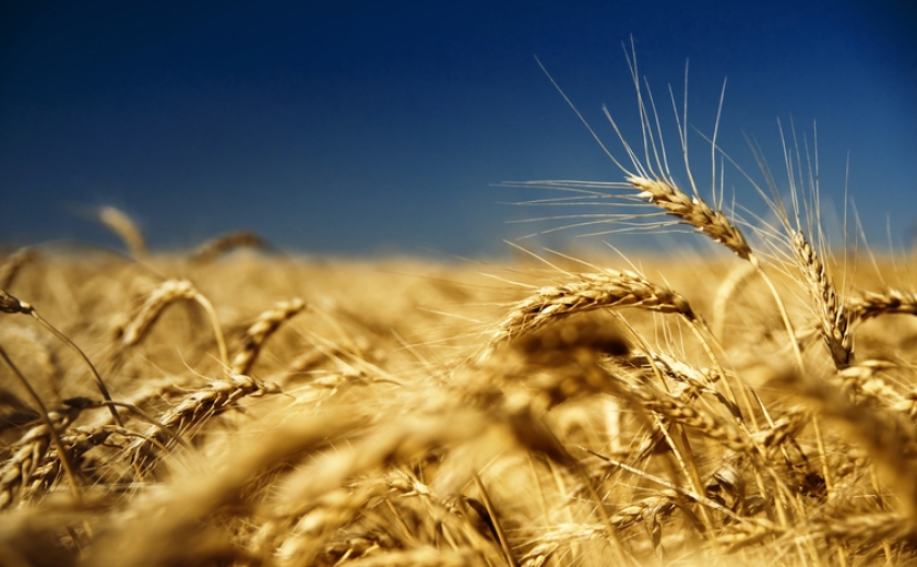 Кабмін дозволив ОВА віддавати надлишкове зерно пшениці для гуманітарної програми