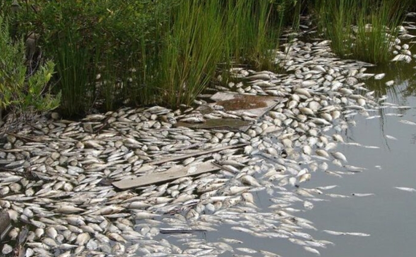 Через руйнування Каховського водосховища загинула вся риба, яка в ньому була, — Микола Сольський