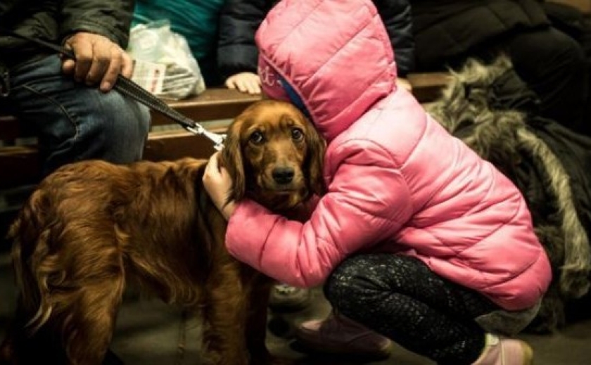 В Україні офіційно дозволили брати тварин в укриття